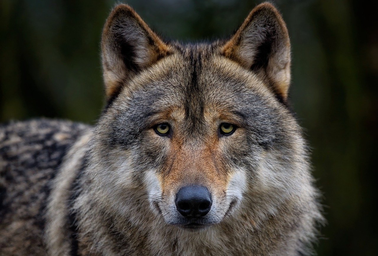 grey wolf, wolf, nature-7813349.jpg