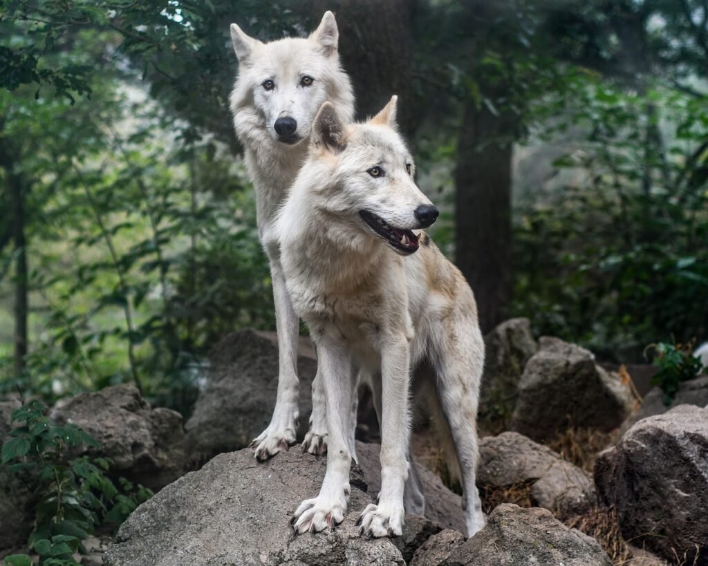 wolf, predator, of them-2809680.jpg