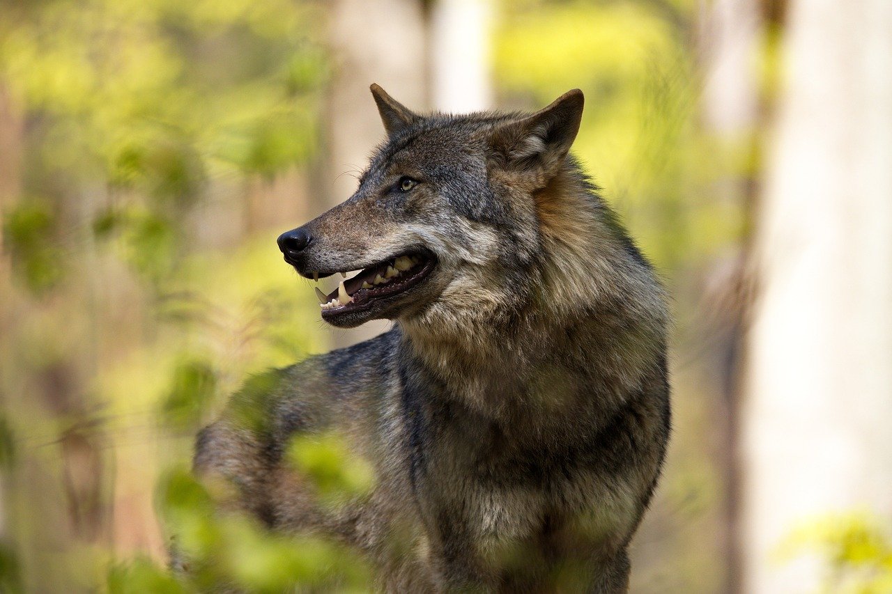 wolf, zoo animal, predator-5185817.jpg